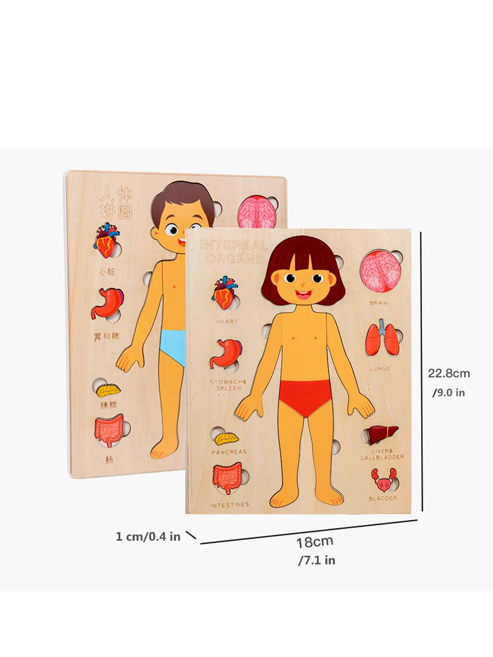 Montessori Jigsaw Puzzle Of Human Structure, Kids Human Learning Toy,Anatomy Organ Model Anatomy Toy Children Education Toy