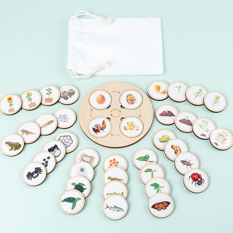 Life Cycle Board Montessori Kit Biology Science Education For Kids Sensory Tray Animal Figure Life Cycle Sorting Christmas gift