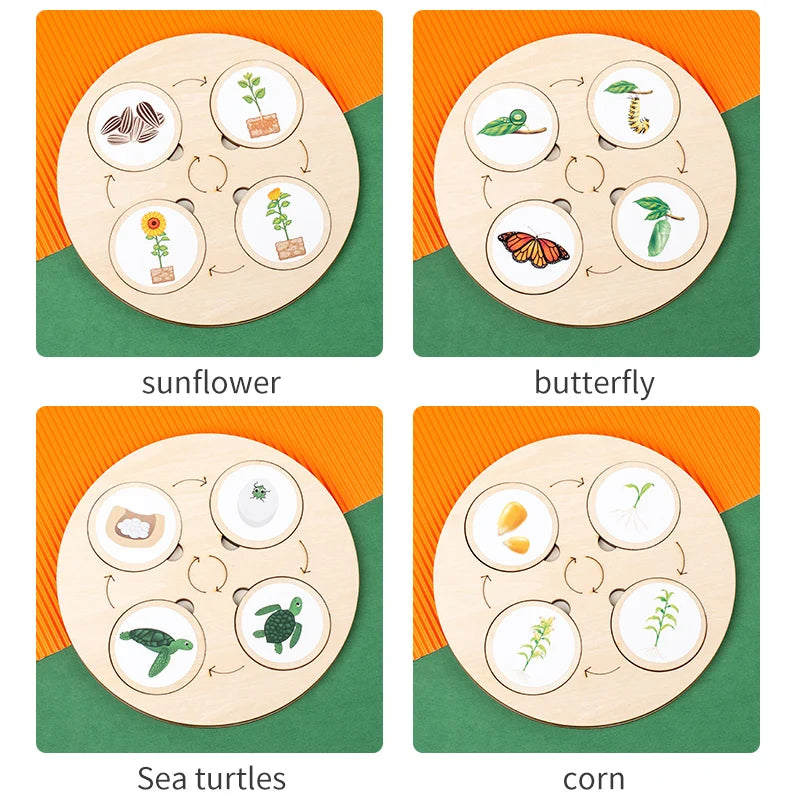 Life Cycle Board Montessori Kit Biology Science Education For Kids Sensory Tray Animal Figure Life Cycle Sorting Christmas gift
