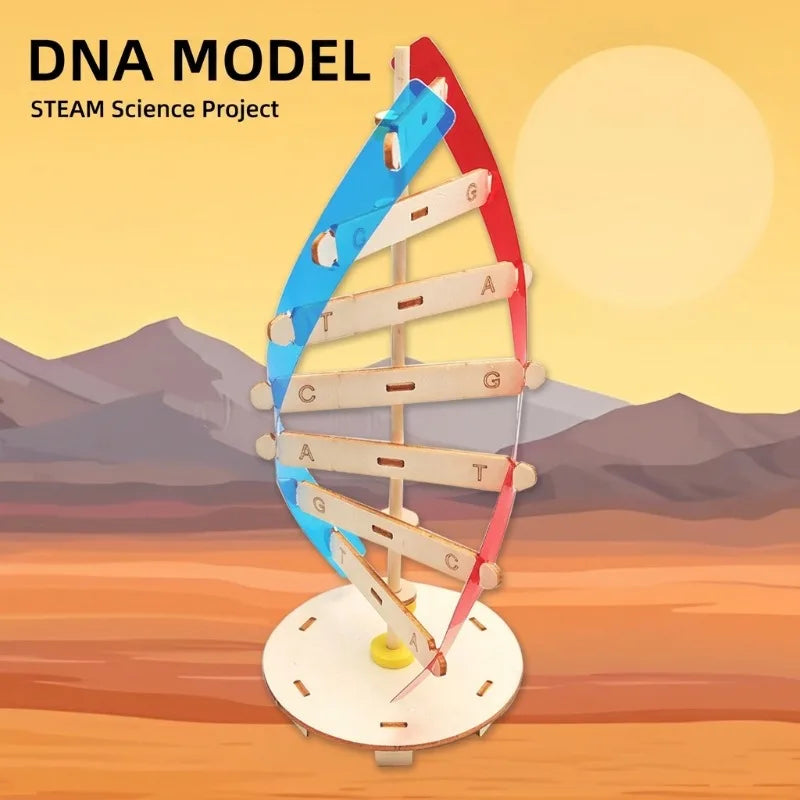 Biological Science DIY DNA Double Helix Structure Model Human Gene Experiment Material STEM 3D Assembly Educational Toy