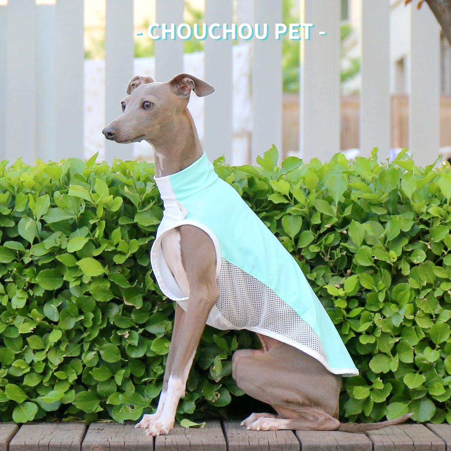 Italian Greyhound (Iggy)  Whippet/SalukiSummer Cooling T-Shirt new varieties