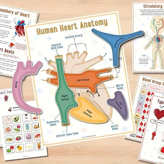 Interactive Human Anatomy Busy Book with Labeled Organs 500 Body Facts Educational Learning Activity Gift for Students
