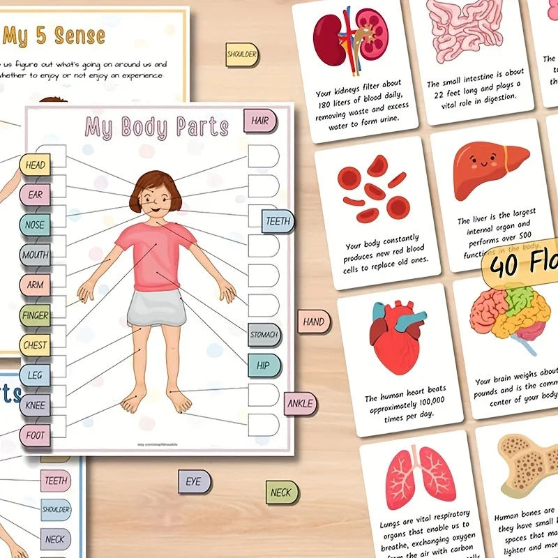 Interactive Human Anatomy Busy Book with Labeled Organs 500 Body Facts Educational Learning Activity Gift for Students