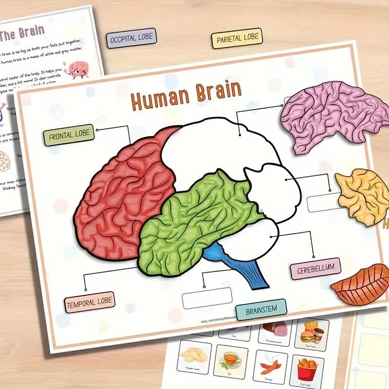 Interactive Human Anatomy Busy Book with Labeled Organs 500 Body Facts Educational Learning Activity Gift for Students