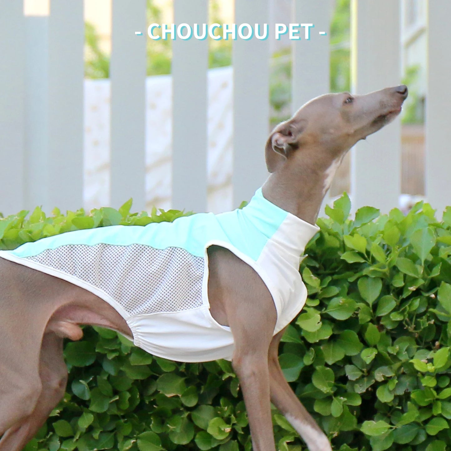 Italian Greyhound (Iggy)  Whippet/SalukiSummer Cooling T-Shirt new varieties