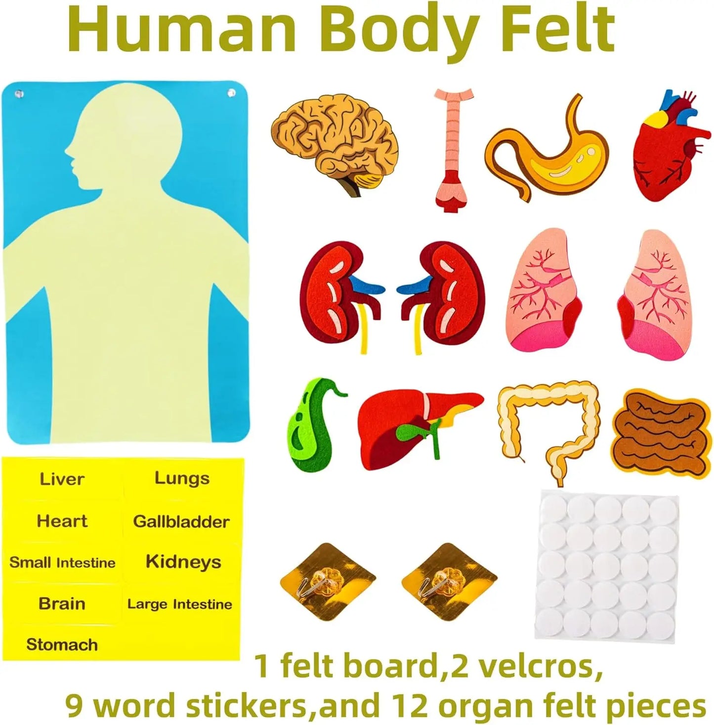 Human Body Parts Felt Board Stories for Kids Montessori Toys Sensory Activities Teaching Daycare Preschool Learning Educational