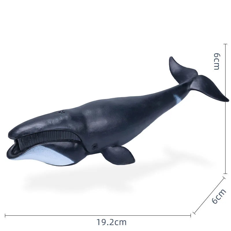 14-22CM Ocean Animals Action Figures Sealife Shark Whare Megalodon Models Figurines PVC Home Decoration Kids Education Toys Gift