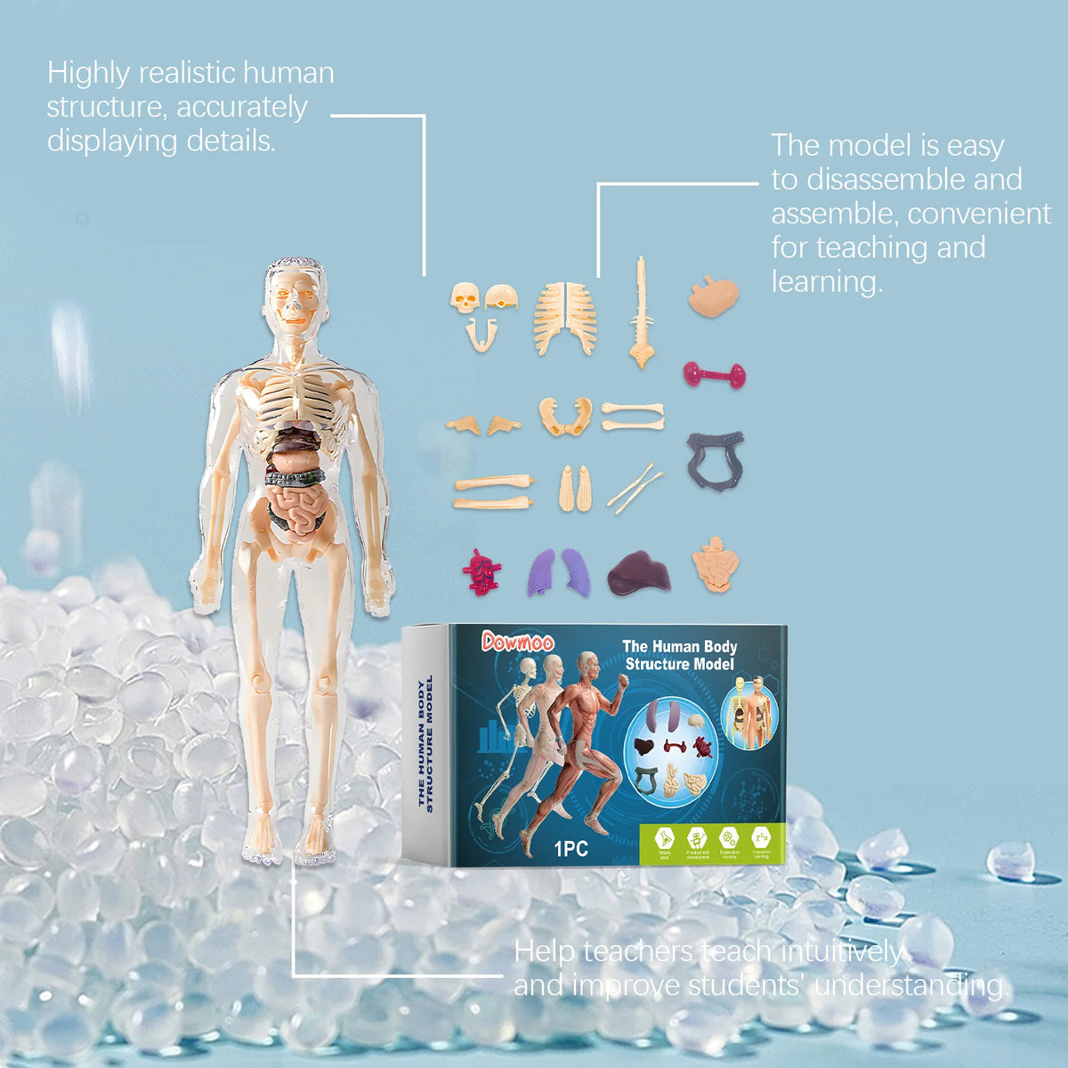 3D Human Body Model Anatomy Model Detachable Human Body Toy Stem Educational Toy Human Anatomy Model Body Structure Model