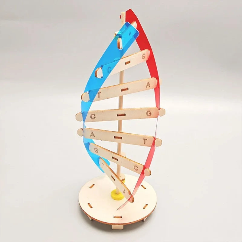 Biological Science DIY DNA Double Helix Structure Model Human Gene Experiment Material STEM 3D Assembly Educational Toy