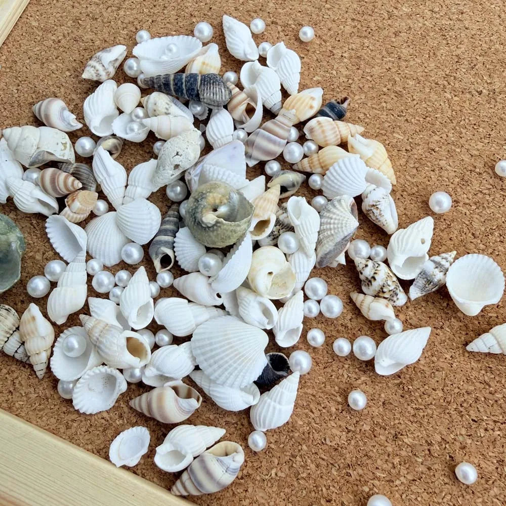 1/2 Boxs Natural Mixed Seashells Ocean Pearls Seashells Beach Decor Crafts for Arts & Crafts Projects Home Decor