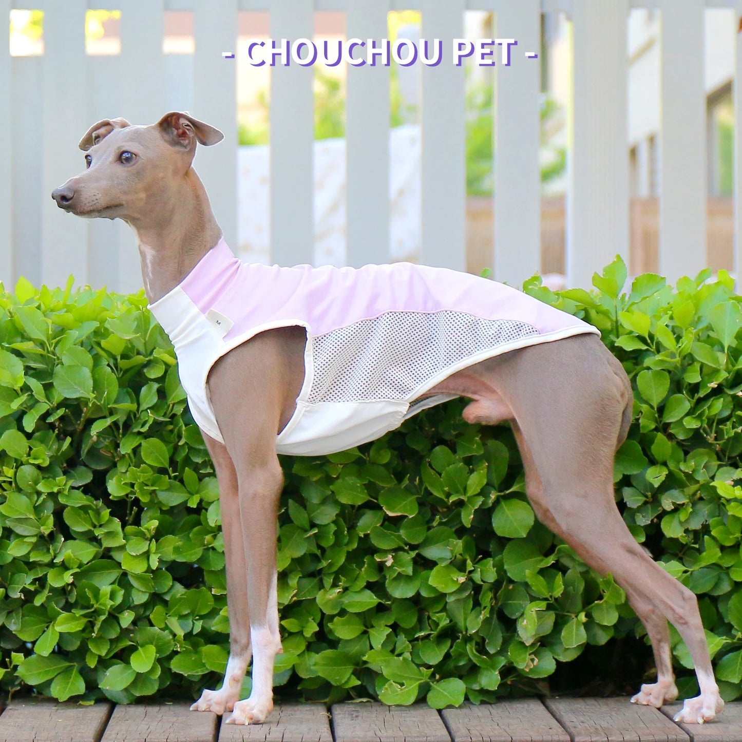 Italian Greyhound (Iggy)  Whippet/SalukiSummer Cooling T-Shirt new varieties