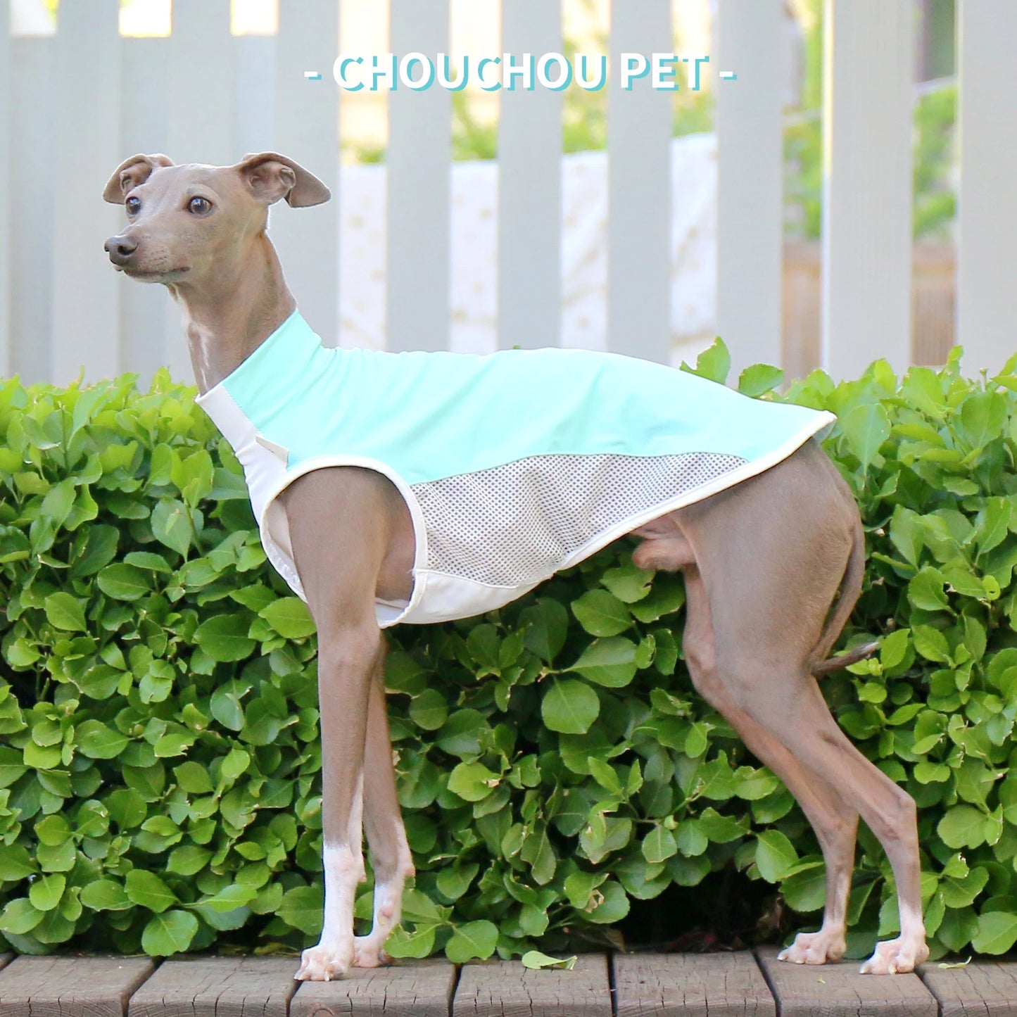 Italian Greyhound (Iggy)  Whippet/SalukiSummer Cooling T-Shirt new varieties