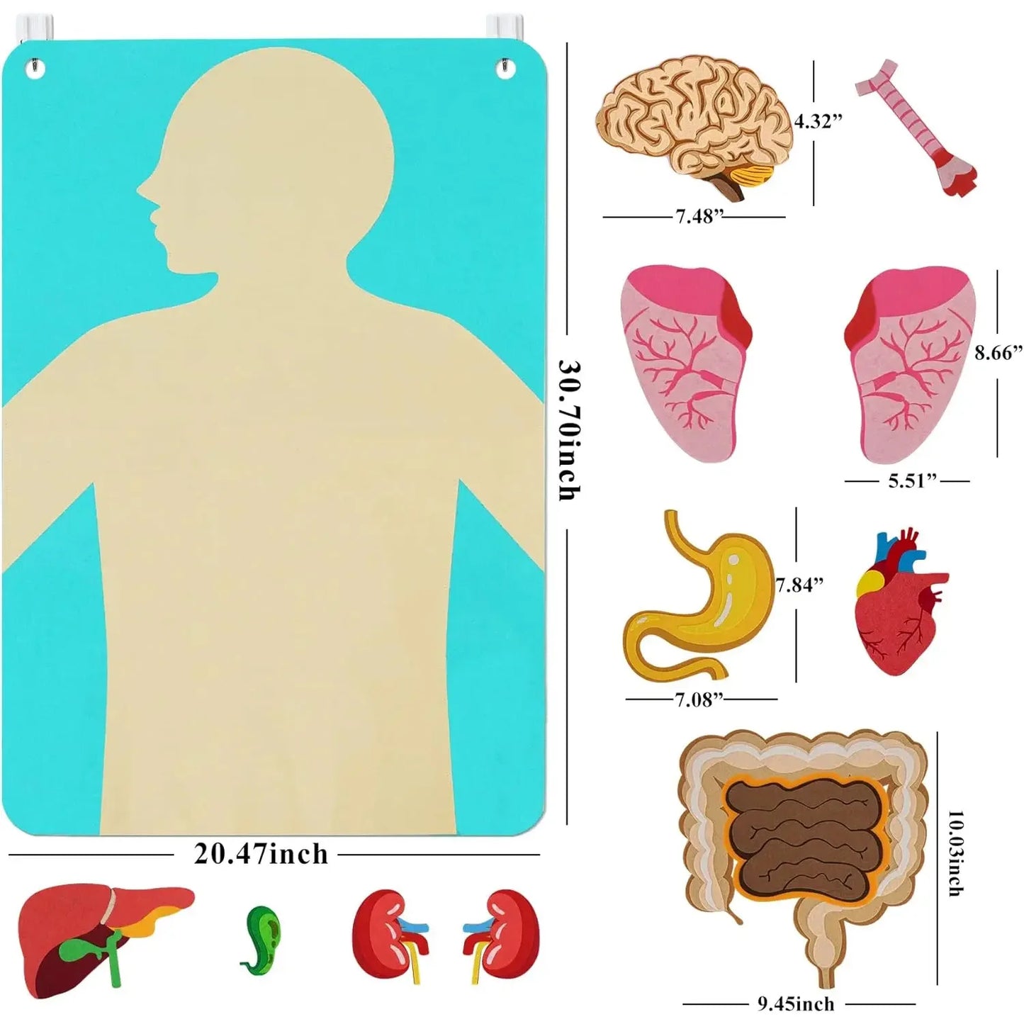 Human Body Parts Felt Board Stories for Kids Montessori Toys Sensory Activities Teaching Daycare Preschool Learning Educational