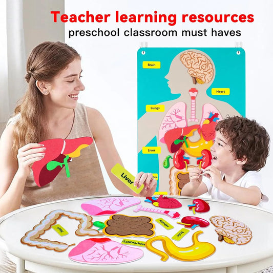 Human Body Parts Felt Board Stories for Kids Montessori Toys Sensory Activities Teaching Daycare Preschool Learning Educational