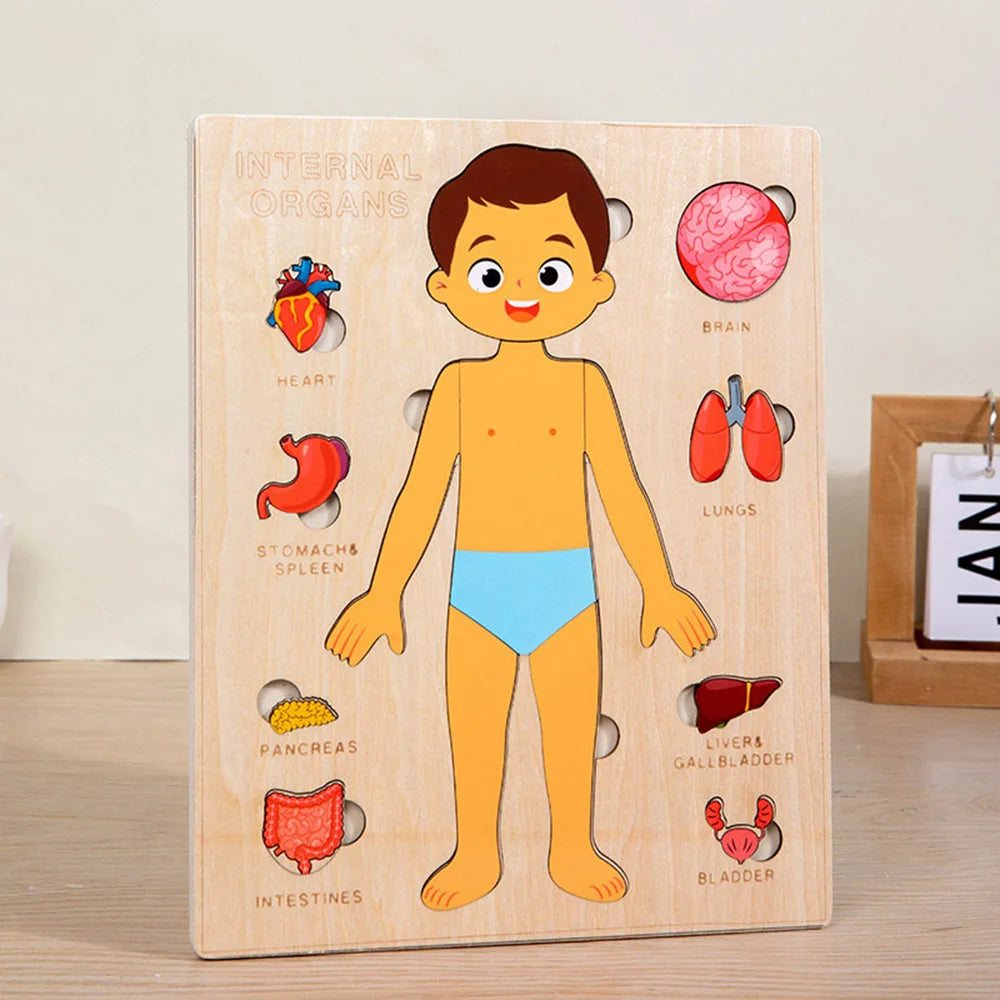 Montessori Puzzles Busy Board Human Body Teaching Learning Body Parts For Children Early Education Games Toddlers Quiet Books