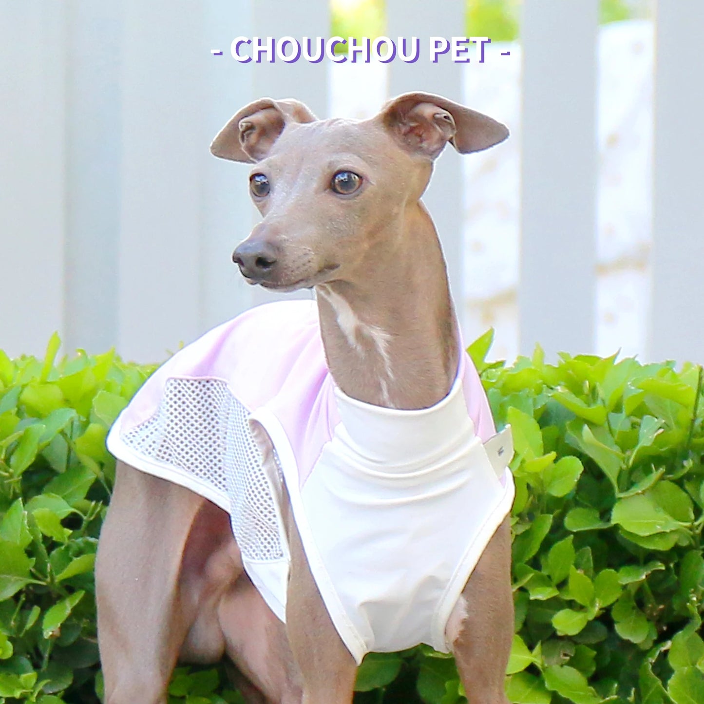 Italian Greyhound (Iggy)  Whippet/SalukiSummer Cooling T-Shirt new varieties