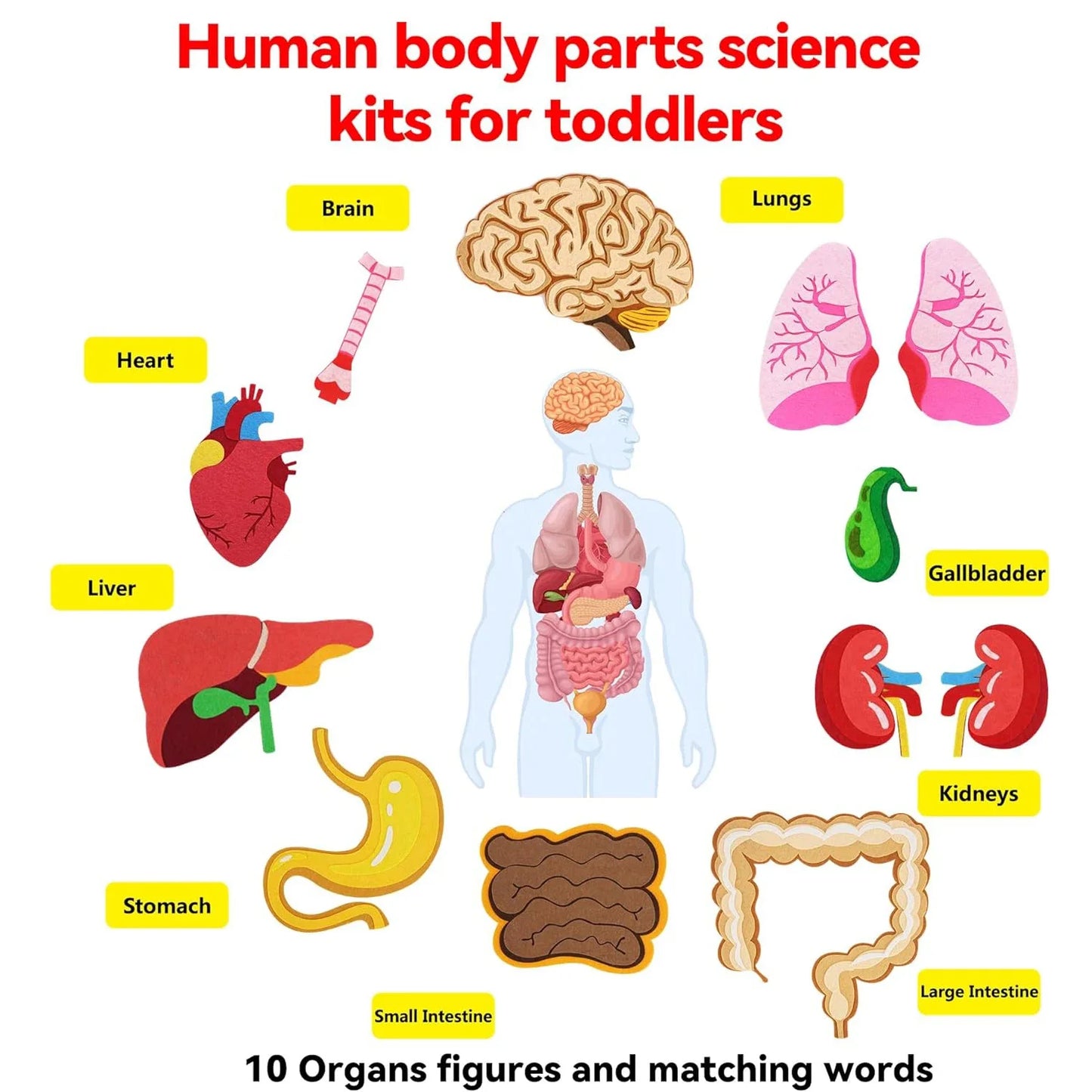 Human Body Parts Felt Board Stories for Kids Montessori Toys Sensory Activities Teaching Daycare Preschool Learning Educational