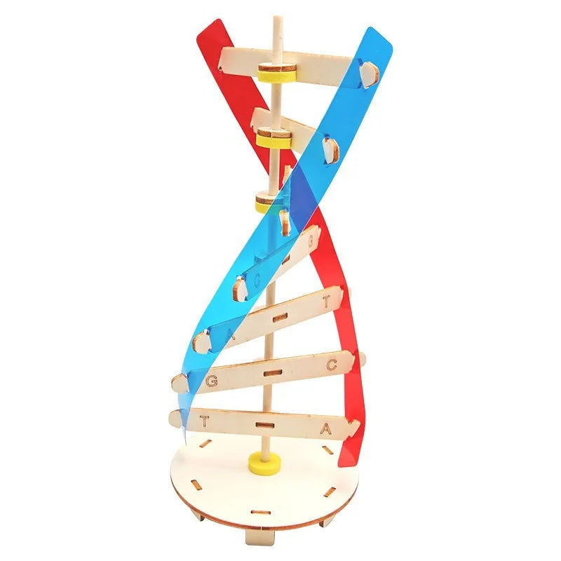 Biological Science DIY DNA Double Helix Structure Model Human Gene Experiment Material STEM 3D Assembly Educational Toy