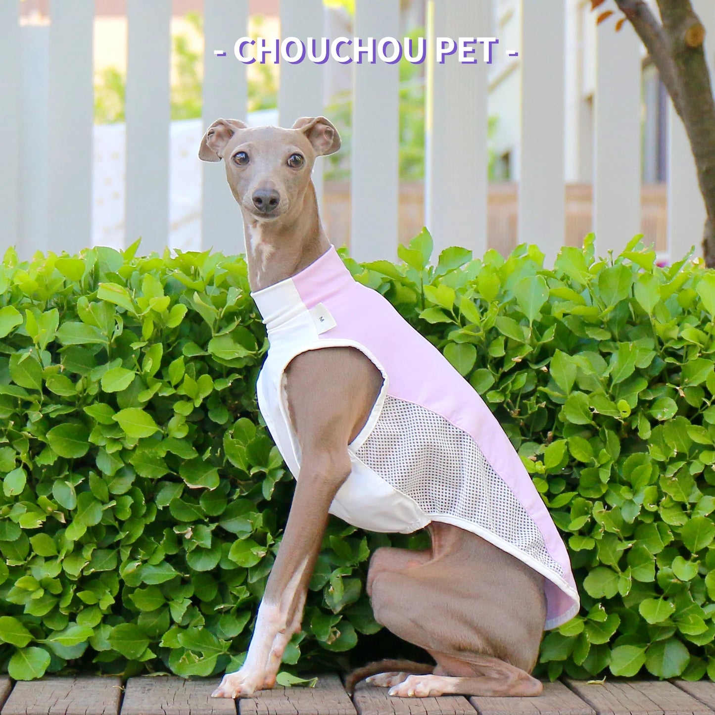Italian Greyhound (Iggy)  Whippet/SalukiSummer Cooling T-Shirt new varieties